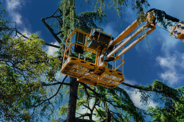 Reliable Celoron, NY Tree Services Solutions